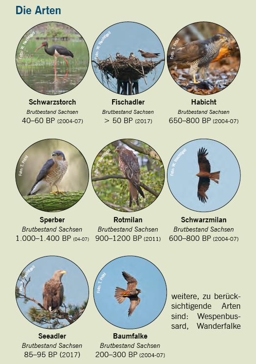 Großvogelarten, welche unter Schutz stehen: Schwarzstorch, Fischadler, Habicht, Sperber, Rotmilan, Schwarzmilan, Seeadler, Baumfalke