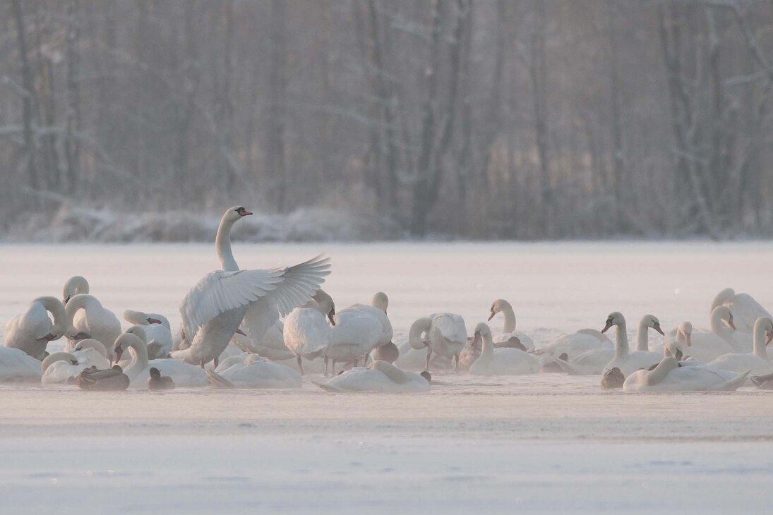 Im Winter drängen sich Schwäne, Gänse und Enten um die letzten offenen Wasserflächen.
