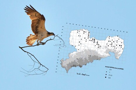 Fischadler_und_Rasterkarte_Sachsen