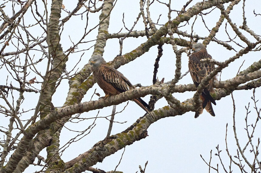 Rotmilane auf einem Baum bei ihrem Schlafplatz