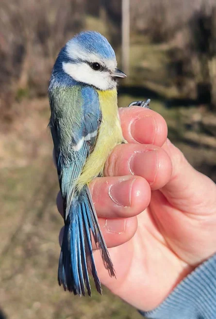 Blaumeise Beringung