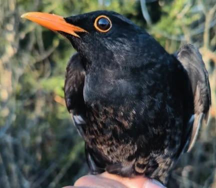 Amsel_Beringung