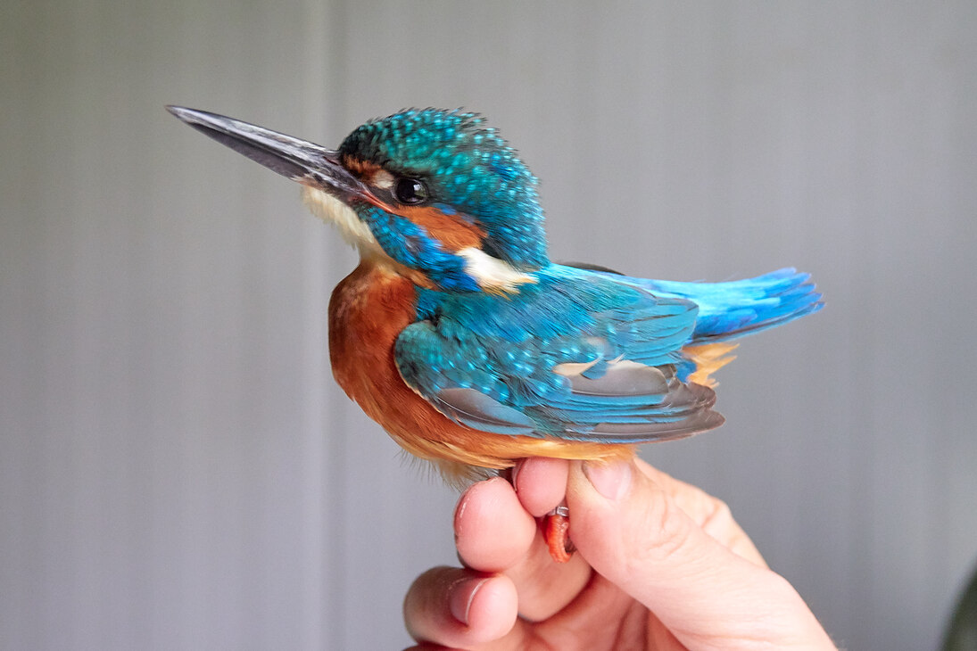 Ein Vorjähriges Eisvogelmännchen.