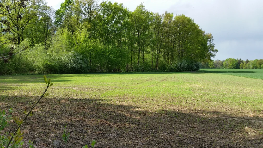 Neupflanzung von Obstbäumen an einem Feldweg. Ortolane nutzen diese gerne als Singwarten.