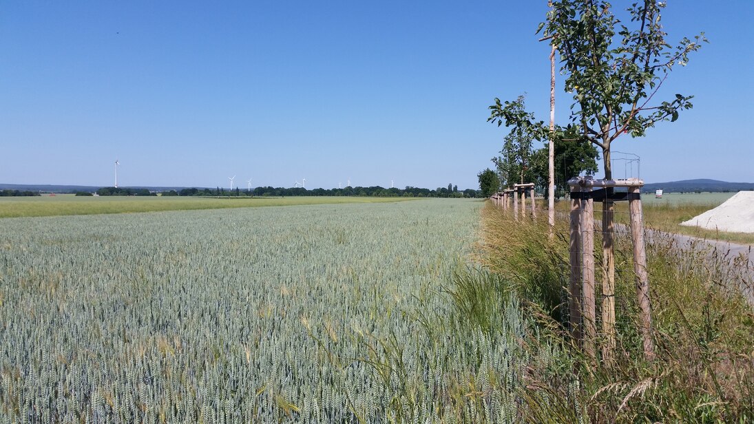 Sommergetreide wird von Ortolanen als Brutplatz genutzt, da es zur Brutzeit die richtige Höhe und Dichte aufweist. 