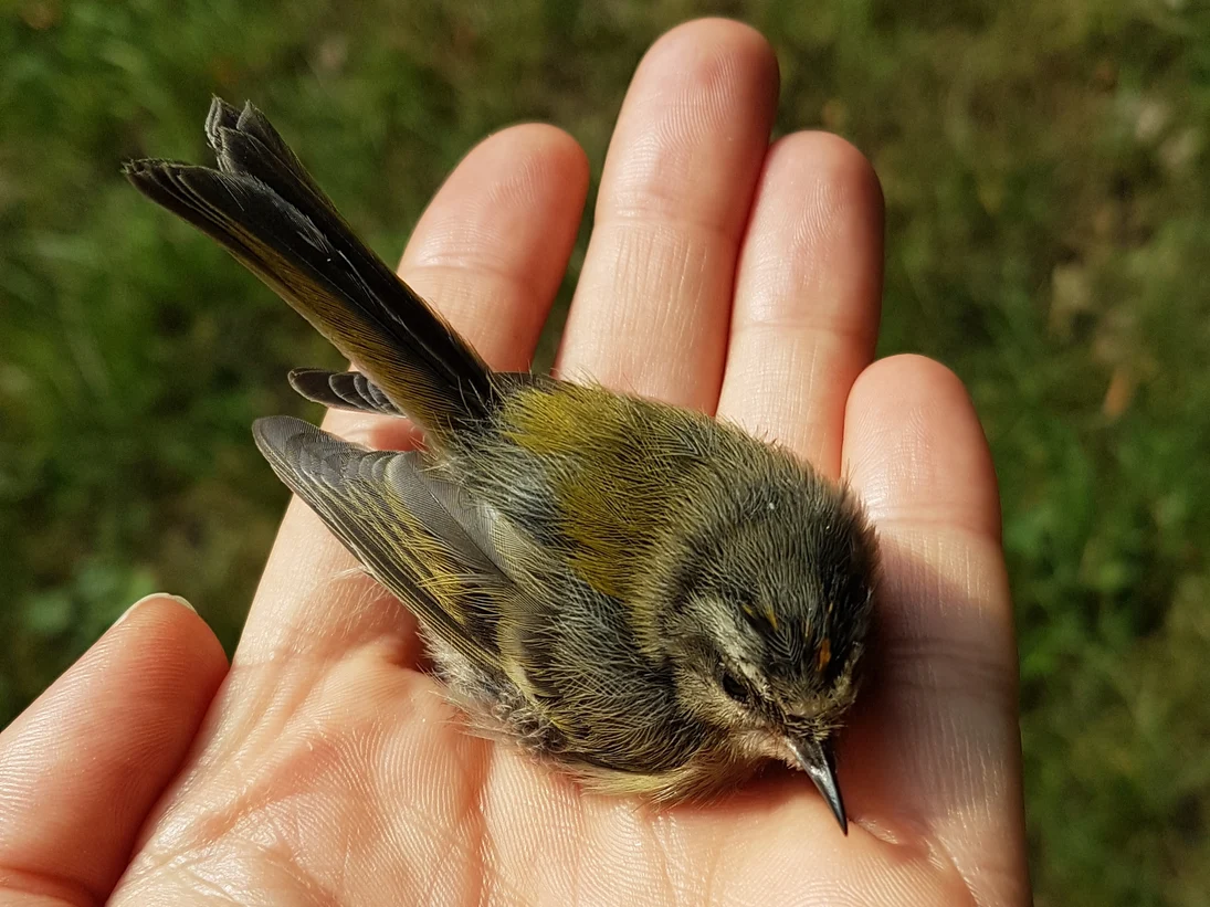Dieses diesjährige Sommergoldhähnchen ruht sich noch etwas auf der Hand aus, bevor es wieder in die Freiheit fliegt.