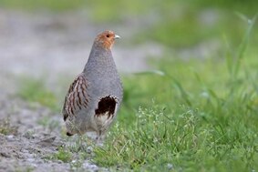 Vogelschutz Neschwitz