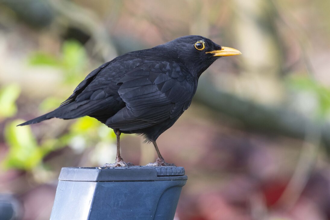 Die Amsel ist ein typischer Bewohner von Siedlungen. 