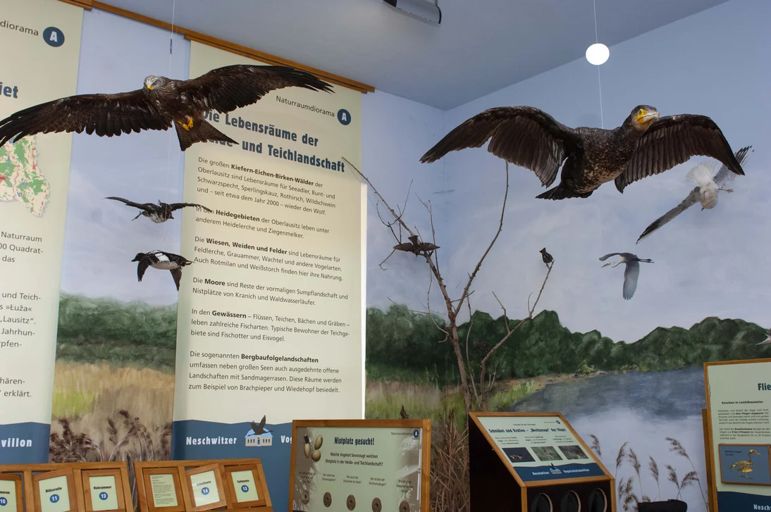 Ausstellung im »Neschwitzer Vogelschutzpavillon«