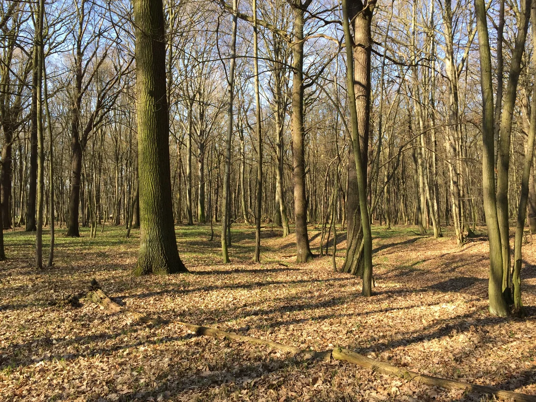 Frühjahrsaspekt auf der Untersuchungsfläche Auwald Guttau.