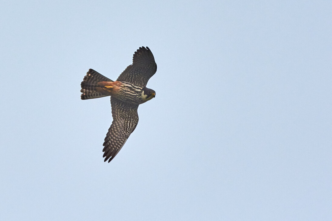 Der Baumfalke jagt vor allem Kleinvögel, aber auch Fledermäuse und Libellen.