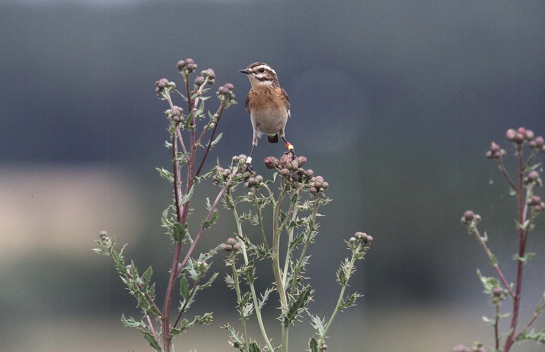 Farbberingtes Braunkehlchen. 