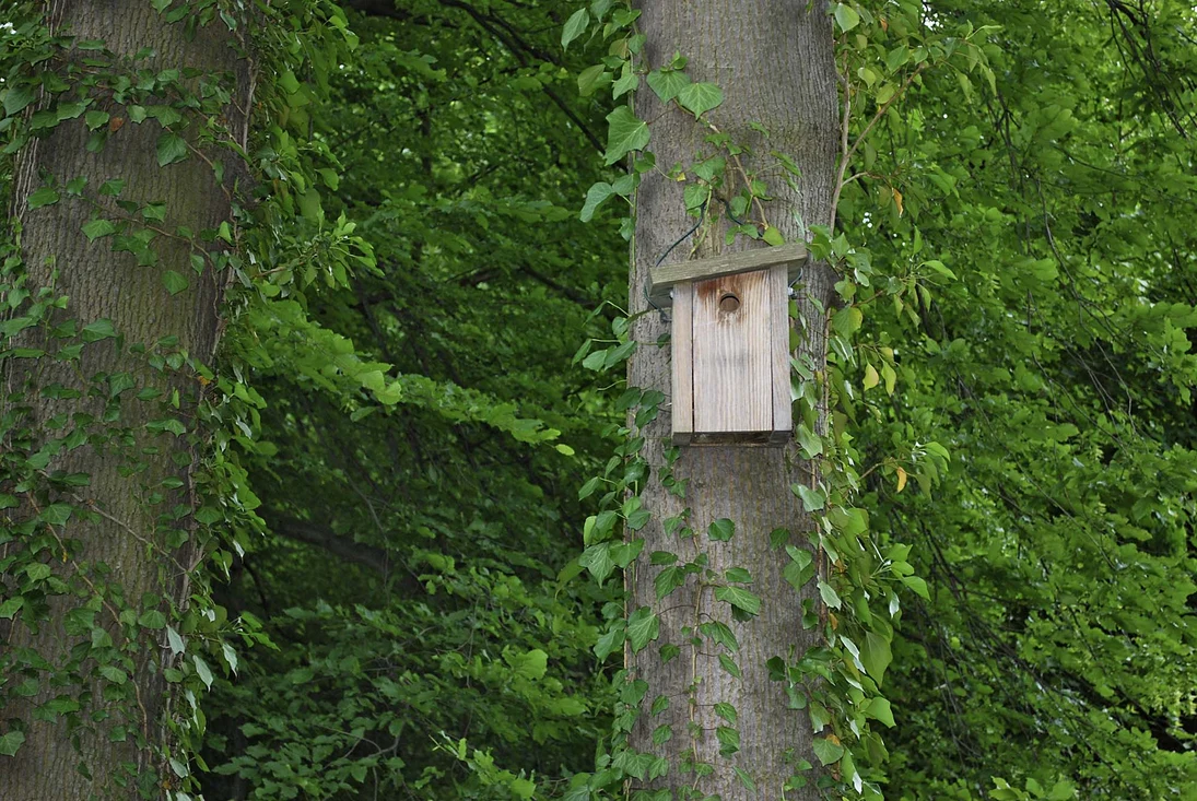 Ein Nistkasten schafft zusätzliche Brutmöglichkeiten im Garten.