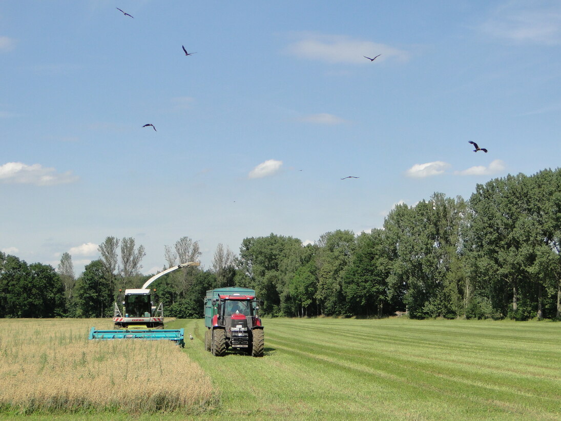 Rotmilane sind häufig bei der Ernte anwesend, um nach Nahrung zu suchen