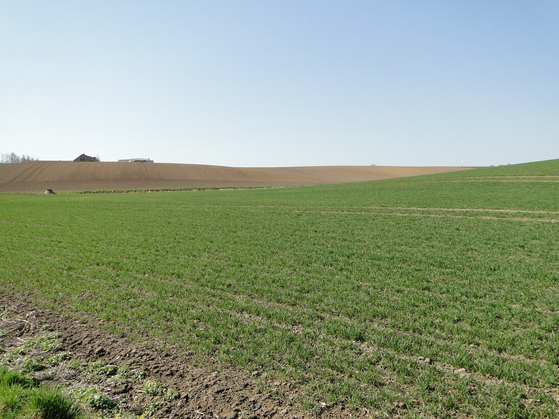 Eine ausgeräumte Landschaft bietet dem Weißstorch nicht ausreichend Nahrung. 