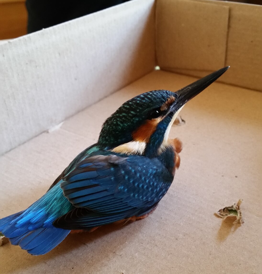 Manche Vögel brauchen nur etwas ruhe, bevor sie wieder weiterfliegen können. Wie dieser Eisvogel nach einem Scheibenanflug. 