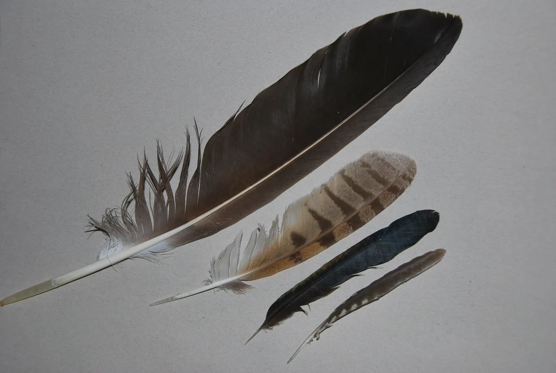 Die Vielfalt der Federn kennt keine Grenzen (von links nach rechts: Seeadler, Waldohreule, Elster und Grünsprecht).