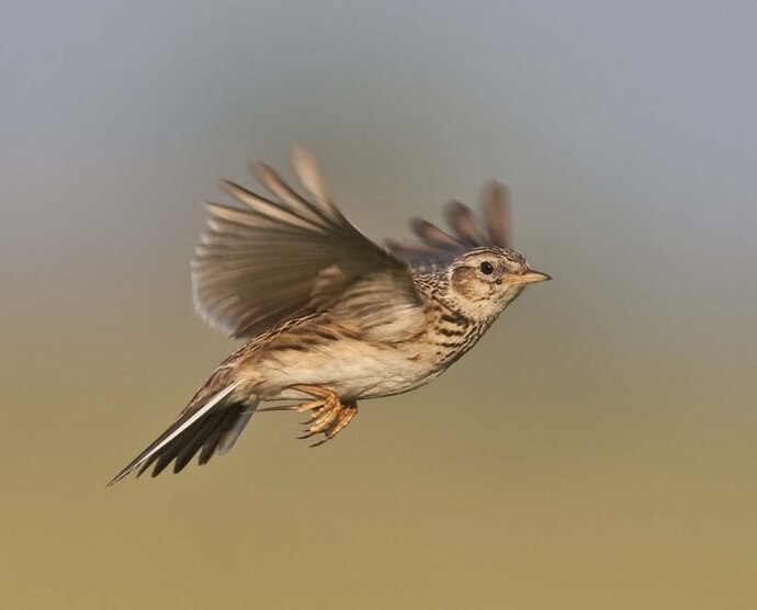 Eine Feldlerche im Flug.