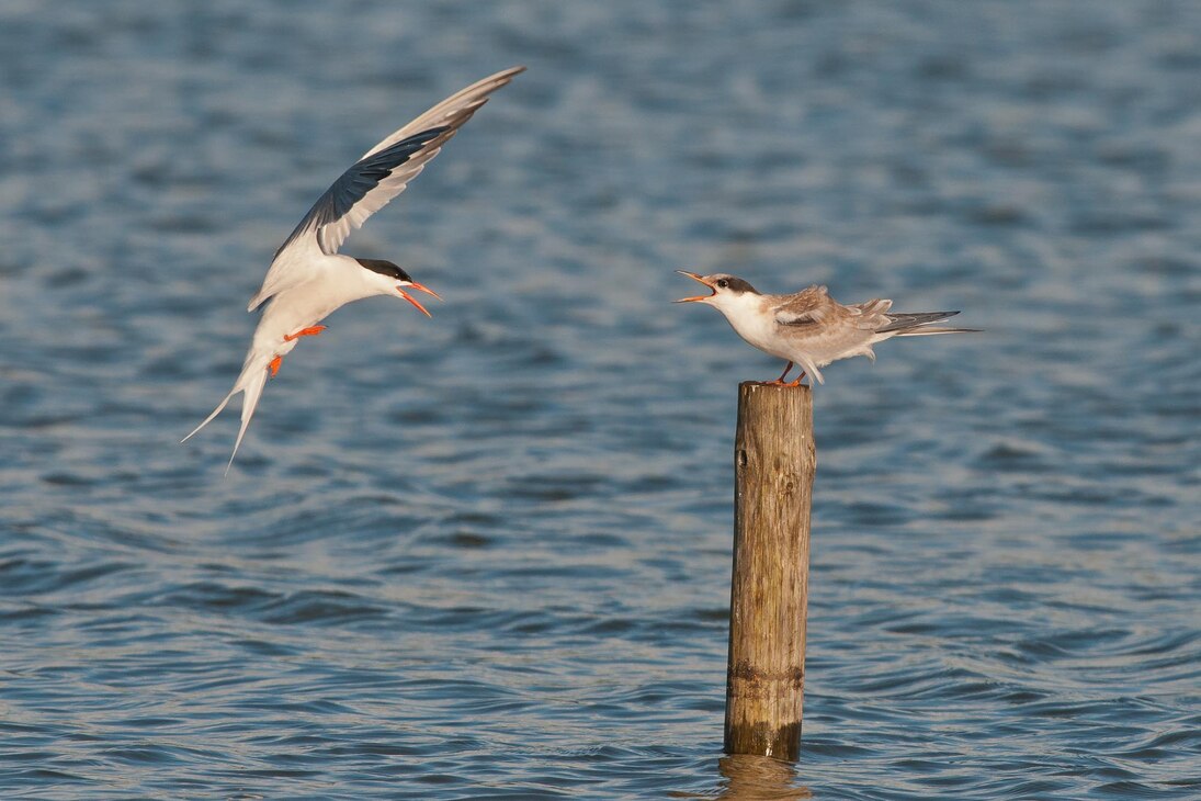 Die Flussseeschwalbe (Sterna hirundo) ist ein seltener Brutvogel in der Oberlausitz.