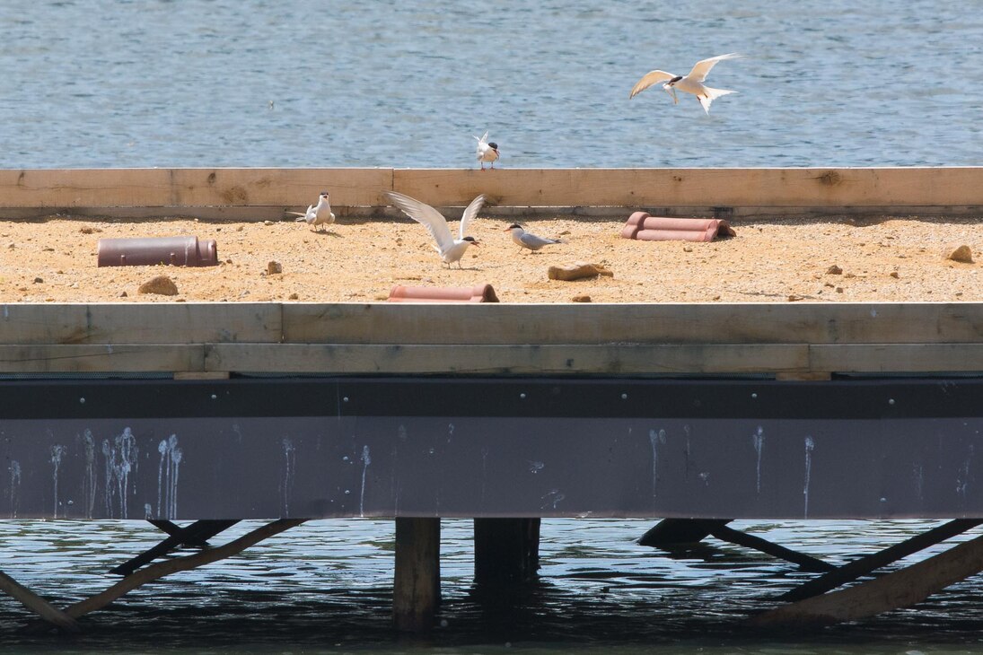 Die ersten Brutvögel auf der Flussseeschwalbeninsel (Mai 2014). 