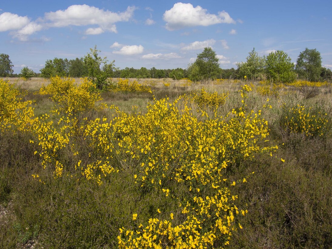 Blühende Ginsterheide 