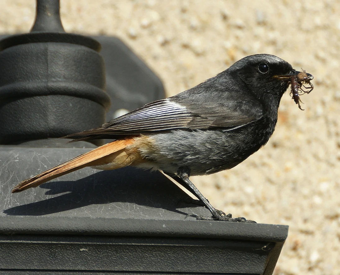 Hausrotschwänze sind Nischenbrüter und nisten dabei oft an menschlichen Bauwerken. Zur Jungenaufzucht sind Insekten von höchster Bedeutung.