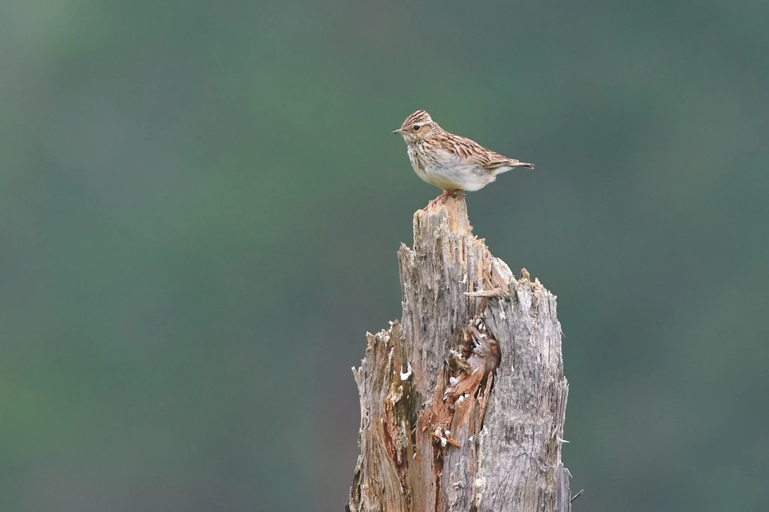 Die Heidelerche ist ein Charaktervogel der Königsbrücker Heide. 