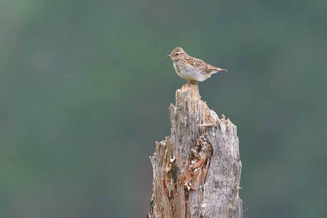 Die Heidelerche ist ein Charaktervogel der Königsbrücker Heide. 