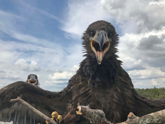 Junge Seeadler im Nest