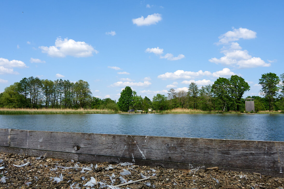 Vom Beobachtungsturm am Ufer des Brösaer Teichs erhält man einen Einblick in das Leben der Kolonie.