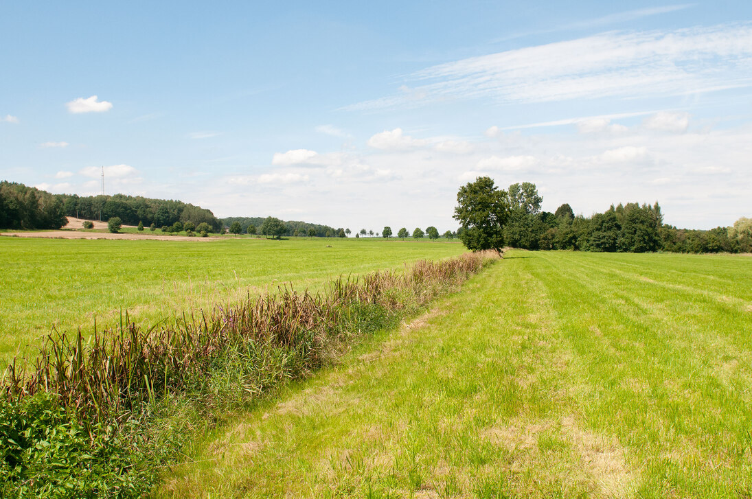 Zahlreiche ehemalige Vorkommensflächen sind aktuell Intensivgrünland. Hier kann das Braunkehlchen nicht mehr leben. 