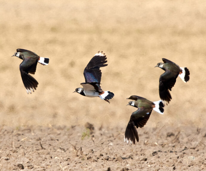 fliegende Kiebitze über einem Acker