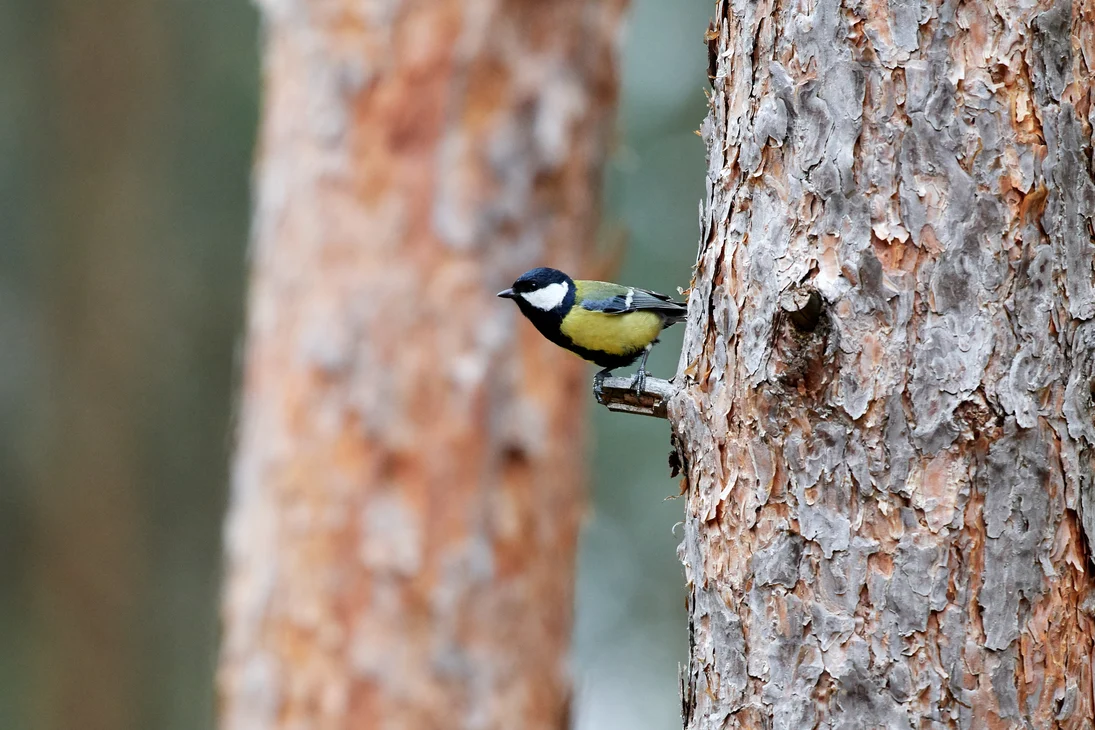 Die Kohlmeise (Parus major) ist durch ihren schwarzen Kopf und die schwarze Brustzeichnung gut zu erkennen.