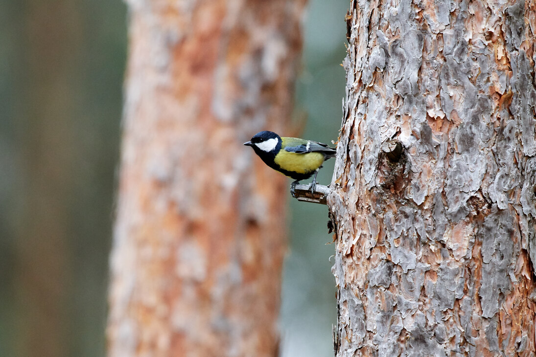 Die Kohlmeise (Parus major) ist durch ihren schwarzen Kopf und die schwarze Brustzeichnung gut zu erkennen. 