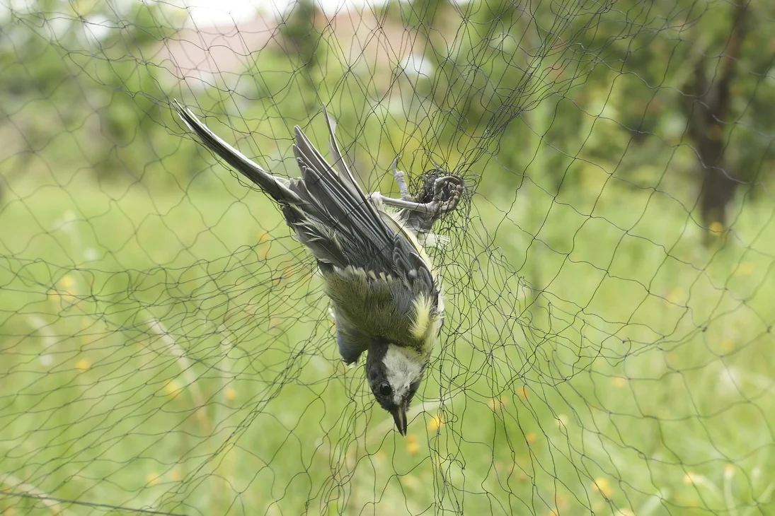Mit Netzen können Vögel zur Beringung gefangen werden, wie diese Kohlmeise.
