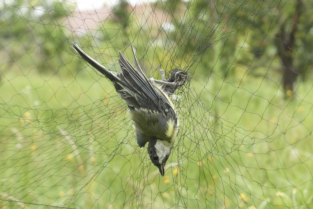 Mit Netzen können Vögel zur Beringung gefangen werden, wie diese Kohlmeise. 