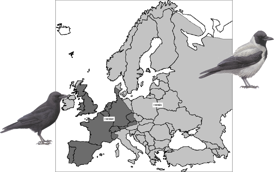 Europaweite Verbreitung von Nebel- und Rabenkrähe. In Sachsen kommen beide Arten vor. 