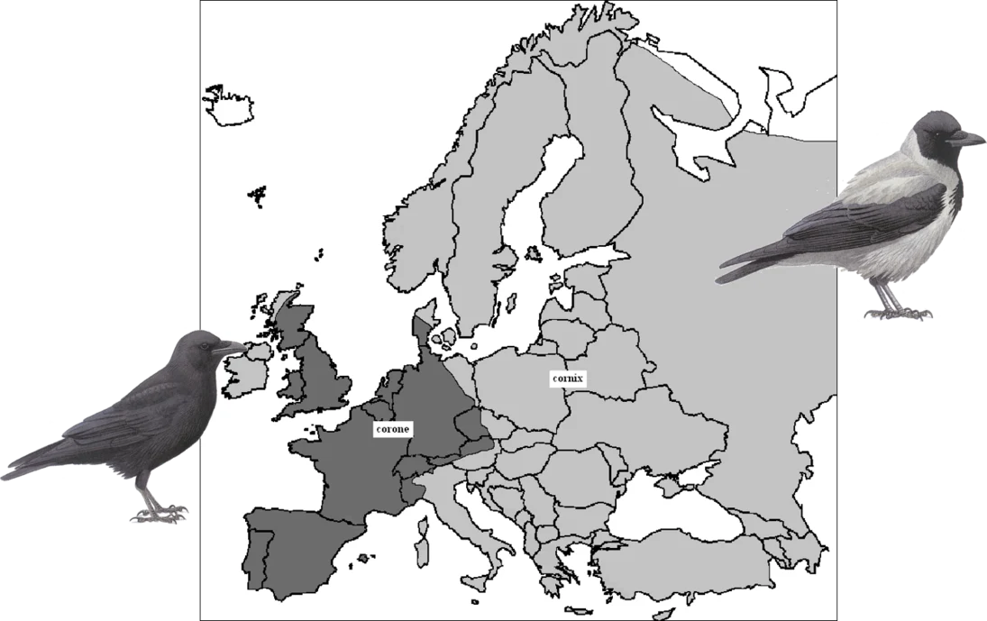Europaweite Verbreitung von Nebel- und Rabenkrähe. In Sachsen kommen beide Arten vor.