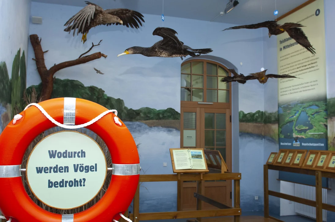 Im Naturraumdiorama kann man die Vogelwelt der Oberlausitzer Teichgebiete kennenlernen.