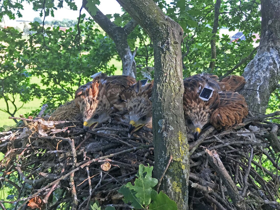 Nestjunge Rotmilane mit angebrachten Sendern 