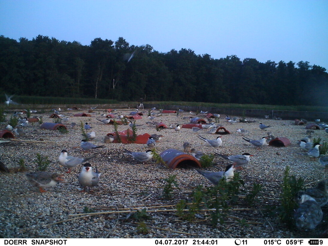 Abendlicher Eindruck der Flussseeschwalbenkolonie am 04.07.2017. 