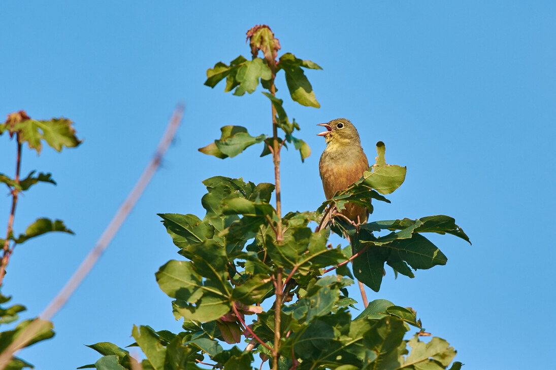 Singendes Ortolanmännchen.