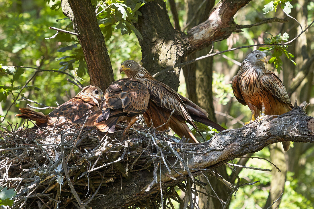 Rotmilanfamilie auf dem Nest