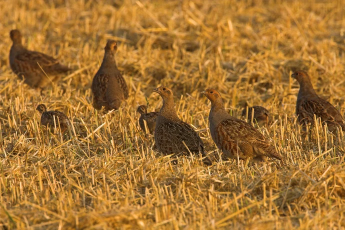 Tarnung ist alles. Die Rebhuhnfamilien sind auf einem Acker kaum zu erkennen.