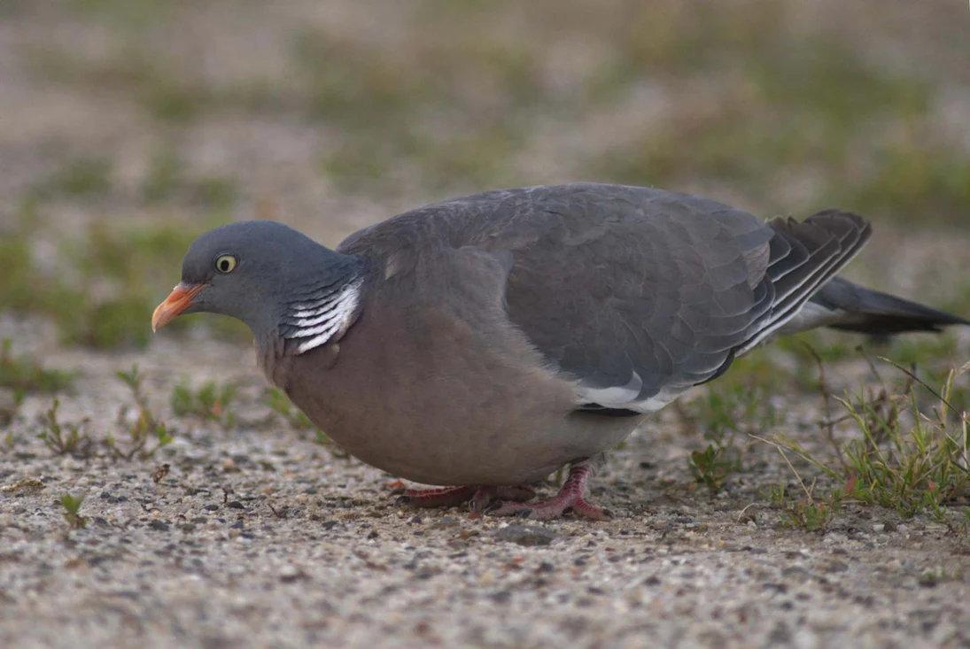 Die Ringeltaube ist im Schlosspark Neschwitz ein häufiger Brutvogel.