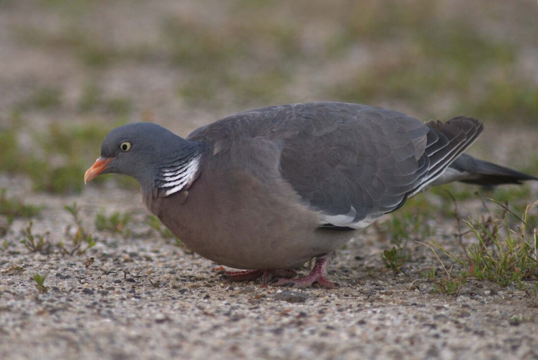 Die Ringeltaube ist im Schlosspark Neschwitz ein häufiger Brutvogel. 