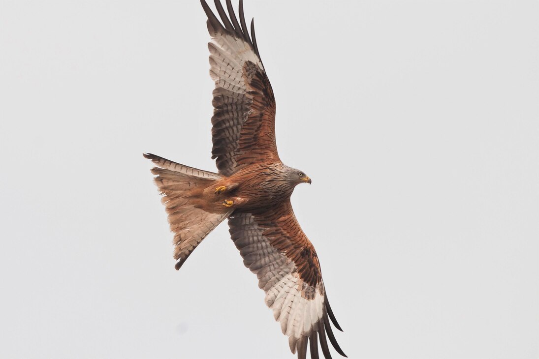 Rotmilane lassen sich im Flug gut an den weißen Flecken auf der Flügelunterseite und an ihrem gegabelten Schwanz erkennen.