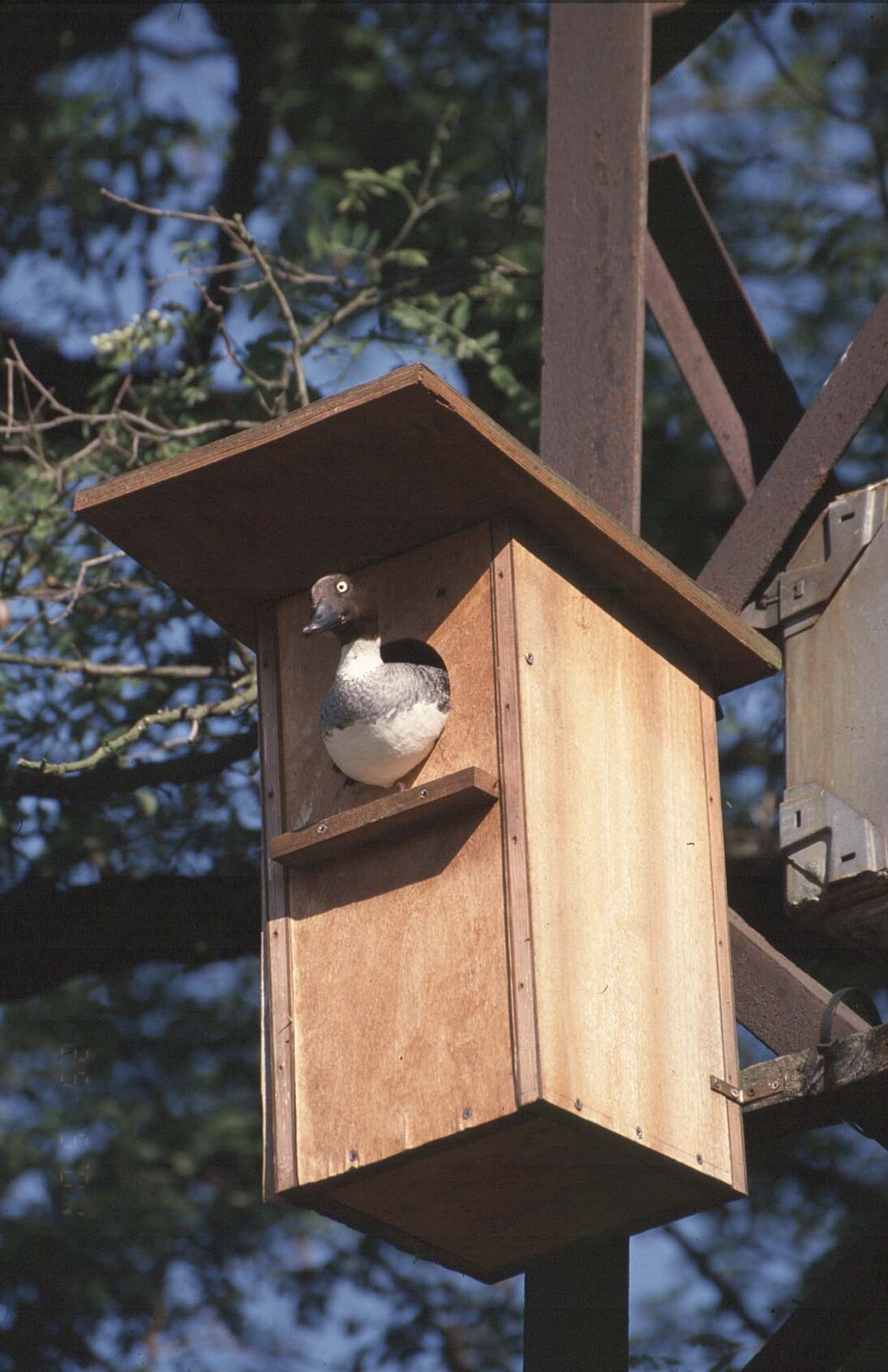 Schellentenweibchen im Nistkasten. 