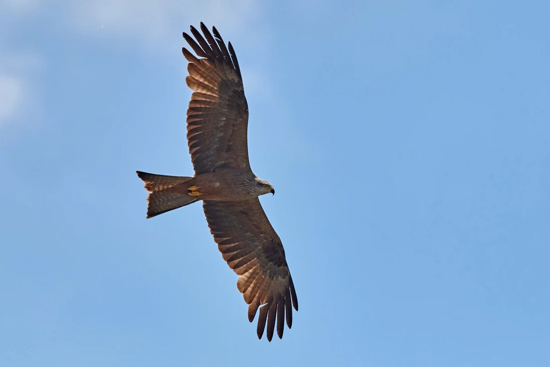 Greifvögel sind vom Ausbau der Windenergie besonders betroffen. Im Bild ein Schwarzmilan