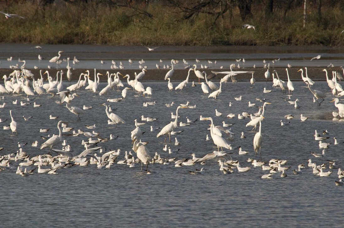 Die Erfassung von Wasservögeln bereitet besonders bei großen Ansammlungen Probleme. 
